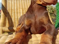Kızıl asıl Doberman YAVRU