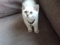 Dişi British Blue Point