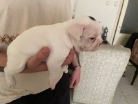 1 ERKEK VE 1 DİŞİ 1 AYLIK YAVRU FRENCH BULLDOGLAR