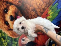 Maltese Terrier Yavrumuz