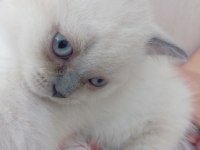 British blue point