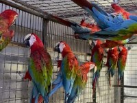 ÇİPLİ BELGELİ SARI VE KIRMIZI MACAWLAR