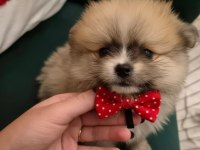 Belgeli aşılı pomeranian yavruları