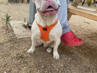Full Beyaz Mavi Göz Pembe Burun French Bulldog