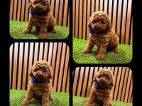 Toy Poodle Yavru Köpeklerimiz