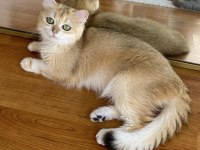 Şecereli British Shorthair yetişkin dişi