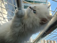 3 aylık british longhair kızımıza acil yuva arıyoruz