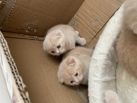 British shorthair 2 aylık kedimiz