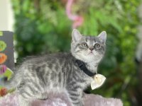 Yeni Ailesini Arayan Irk Sağlık Garantili British Shorthair