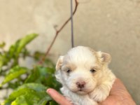 İRK GARANTİLİ MALTİPOO YAVRULAR