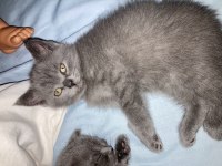 Scottish fold ve british fold yavrular