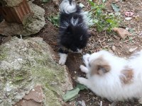 Acil Verir Çek Dişi Erkek Pomeranian