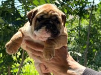 ÜST DÜZEY İNGİLİZ BULLDOG YAVRULAR