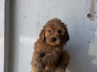 Toy Poodle yavruları ırk sağlık garantili