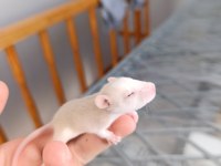 Dumbo husky albino rat yavruları