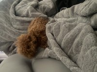 1 Yaşında 2 KG Erkek Red Toy Poodle