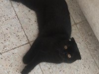 Ponçiğim scottish fold