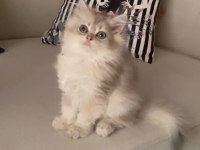 Blue golden british longhair
