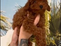 Toy Poodle Yavrumuz Irk Ve Sağlık Garantili