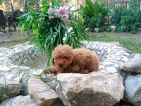 Toy poodle yavruları