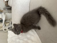 3 aylık dişi british longhair