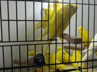 Albino muhabbet kuşları yavru ve yetişkinler
