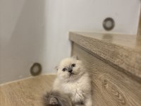 SCOTTISH FOLD LONGHAIR YAVRULARIM 