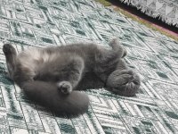 Ücretsiz scottish fold kedisi
