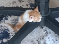 Annesi ölmüş kediye yuva aranıyor