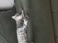 Scottish fold kedimiz 3 aylık erkek