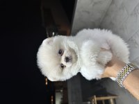 Ayı surat beyaz turuncu pomeranian