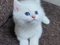 Mavi gözlü british shorthair