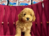 Orjinal Maltipoo Yavrular