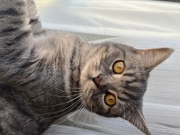 British Shorthair Oyuncu Oğlumuz
