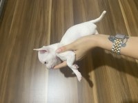 Acil chihuahua bebeklerimi sahiplendiriyorum acil