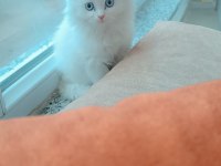 2 aylık dişi british longhair