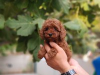 Çiftliğimiz de poodle yavrularımızı görebilirsiniz