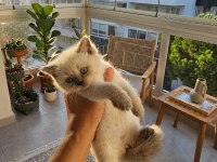 Bebek kediler yeni yuvalarına hazır