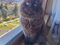 Nadir bulunan kedi türü chocolate british longhair