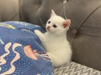 Beyaz bebek british shorthair