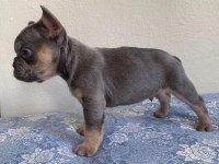 LİLAC TAN ERKEK MAYBE FLUFFY L4 FRENCH BULLDOG