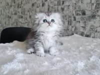 British longhair dişi erkek bebeklerimiz