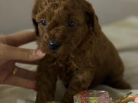 Teacup Red Brown Kore Poodle Yavrular