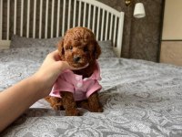 Kore Anne Babadan Orjinal Poodle Bebekler