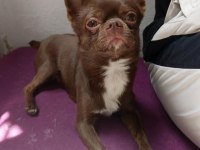 Chihuahua Oğlum 3 Yaşında