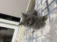 İlk aşıları yapıldı 4 aylık yavru kedimiz