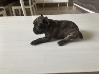 French Bulldog Kızımız