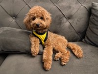 Orjinal ırk toy poodle dişi aranıyor izmirde