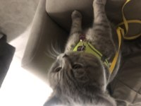 16 Aylık British Shorthair