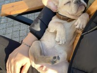 Irk Garantili French Bulldog